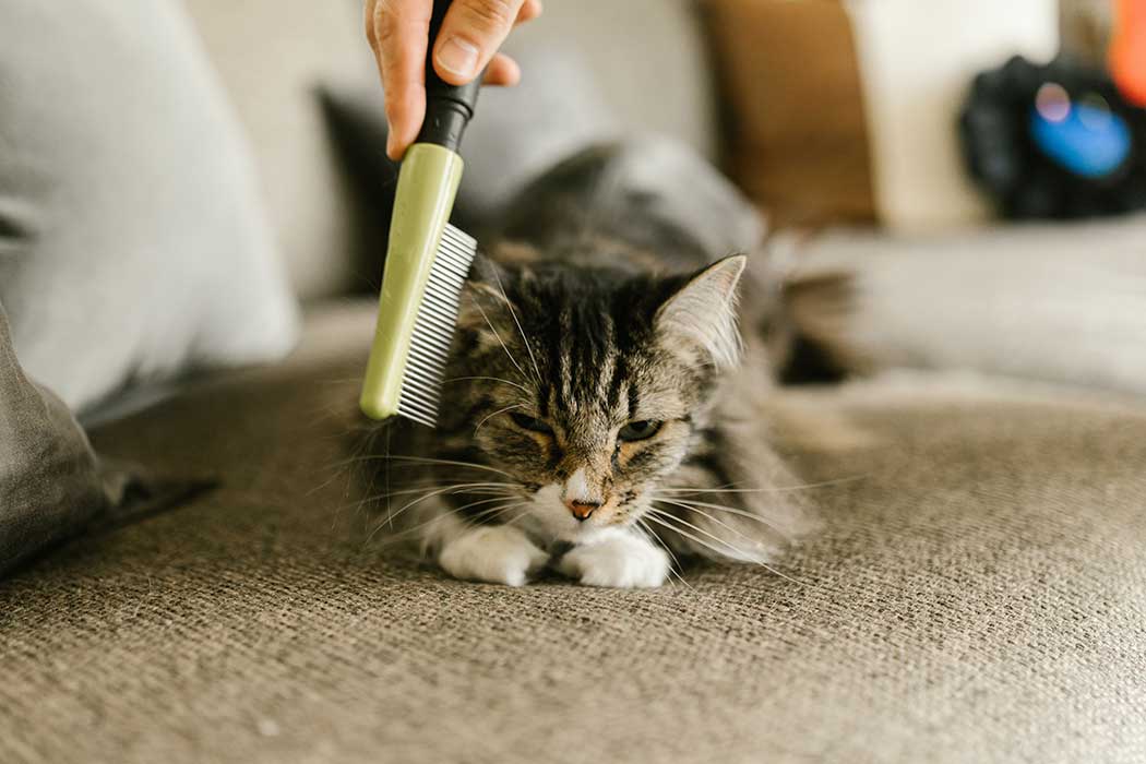 Why Does My Cat Loss Hair? Cause and Treatment Lepeto