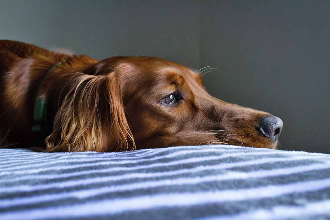 Sick dog How to tell if my dog is sick? Possible symptoms and causes