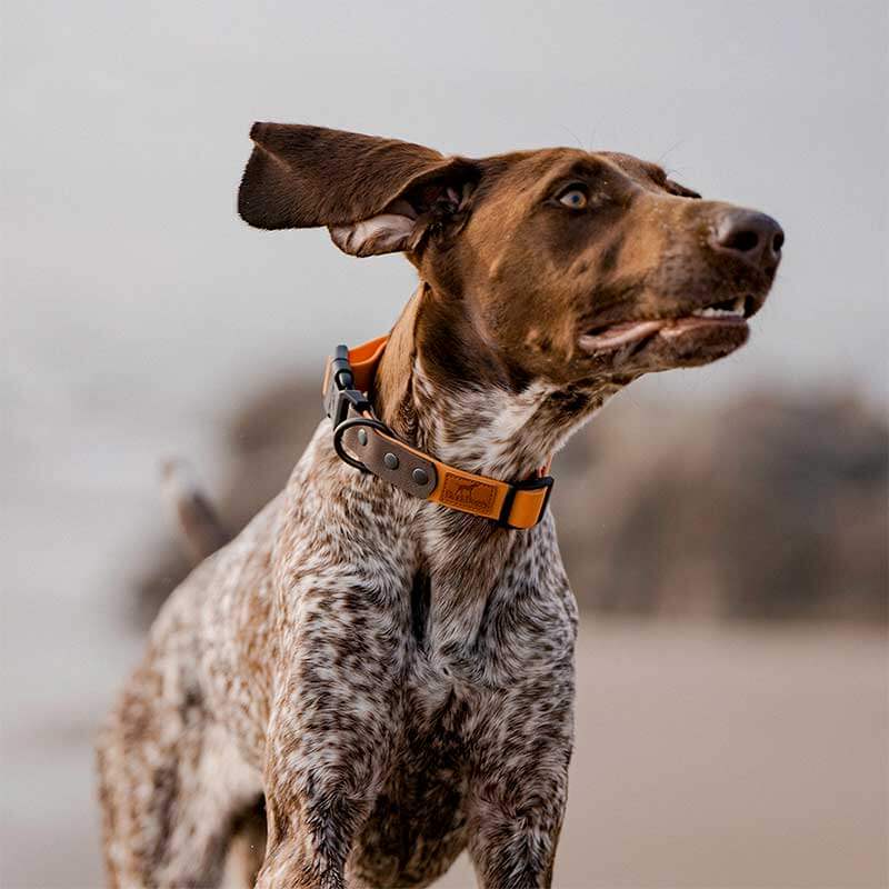 orange and brown