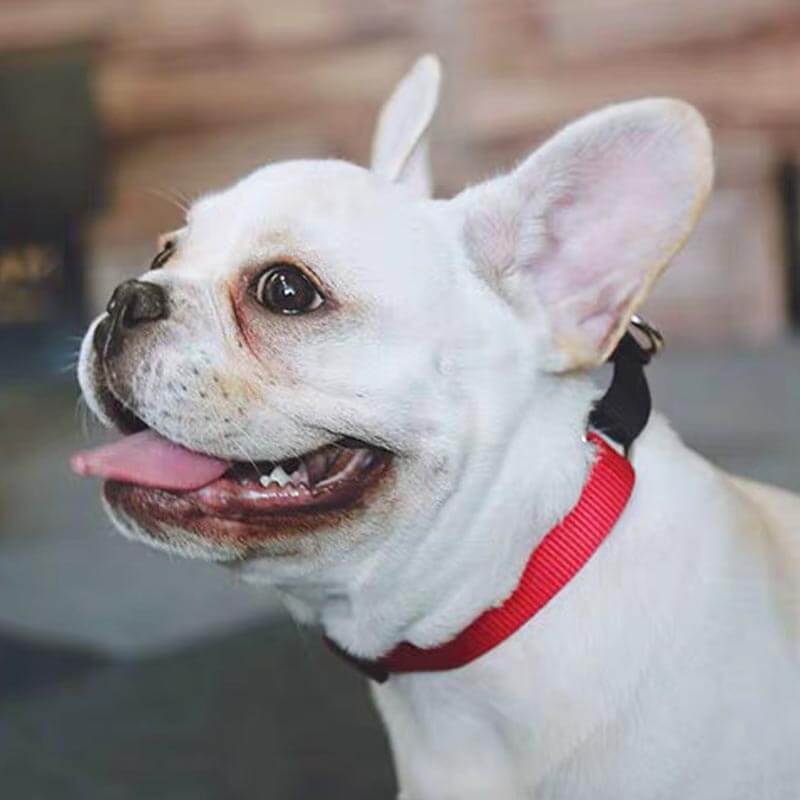 Two Tone Martingale Collar