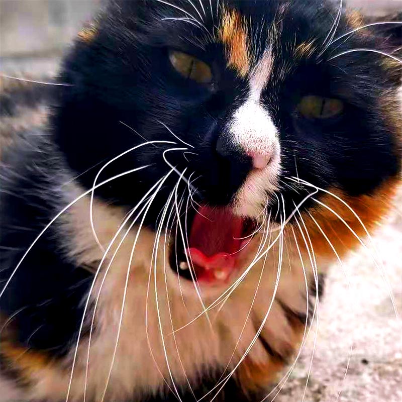 Nala