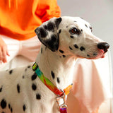 Load image into Gallery viewer, dalmatian with dog collar 