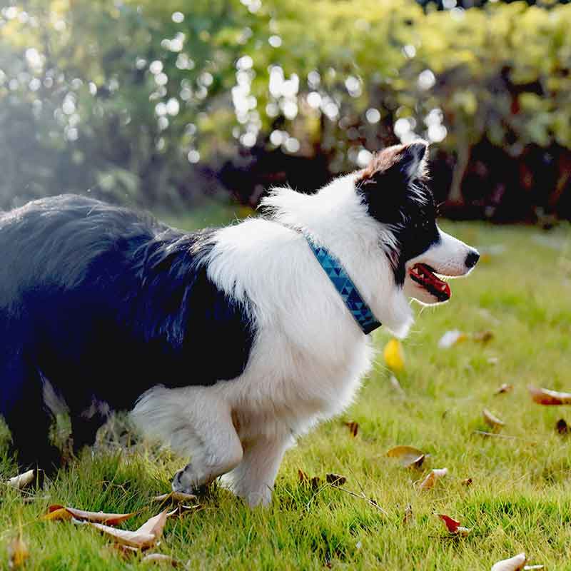 Waterproof Dog Collar Durable, Chew Proof, Adjustable