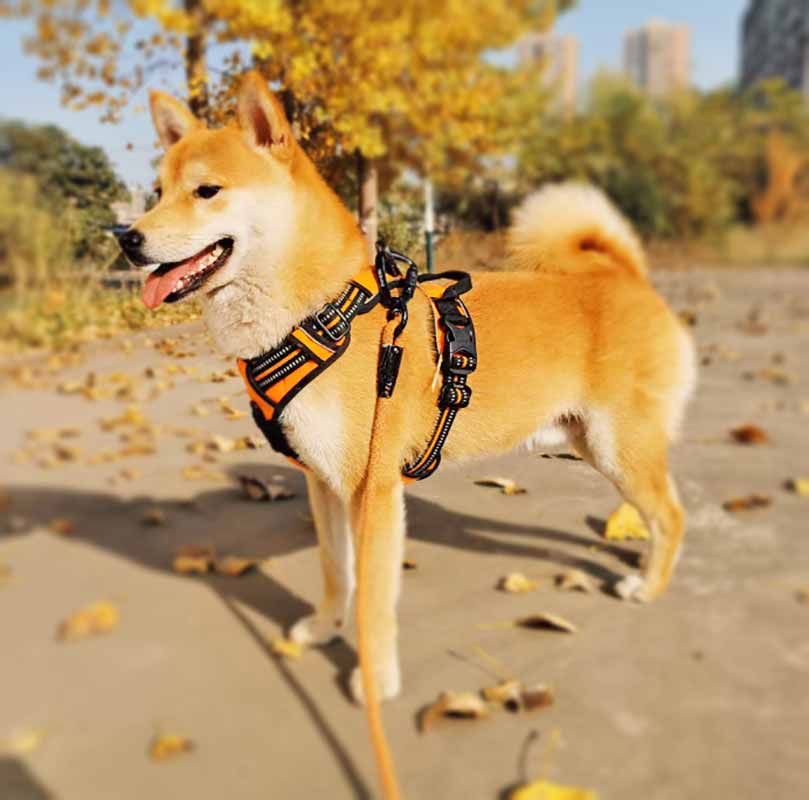 dog with no pull reflective dog harness with strong handle