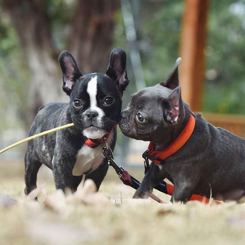 Waterproof Dog Collar Durable, Chew Proof, Adjustable