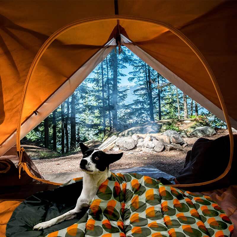 a dog in the Lepeto dog camping bed