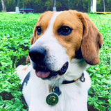 Load image into Gallery viewer, beagle engraved dog tag