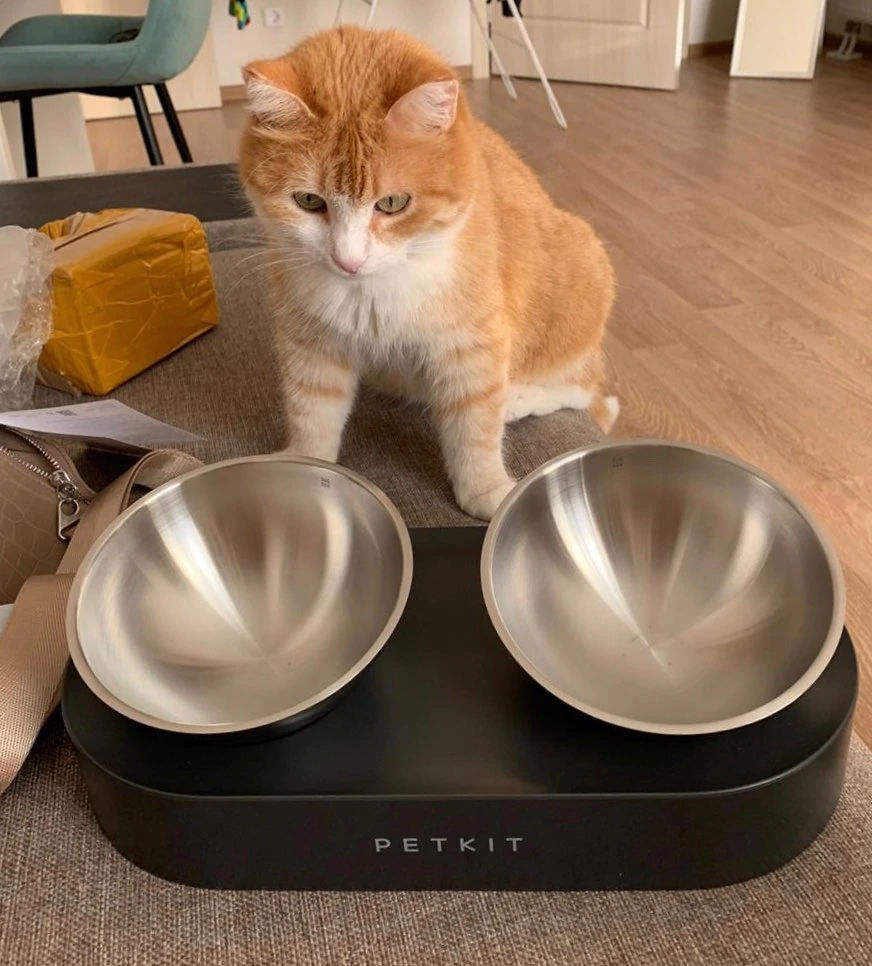 cat and elevated cat bowls