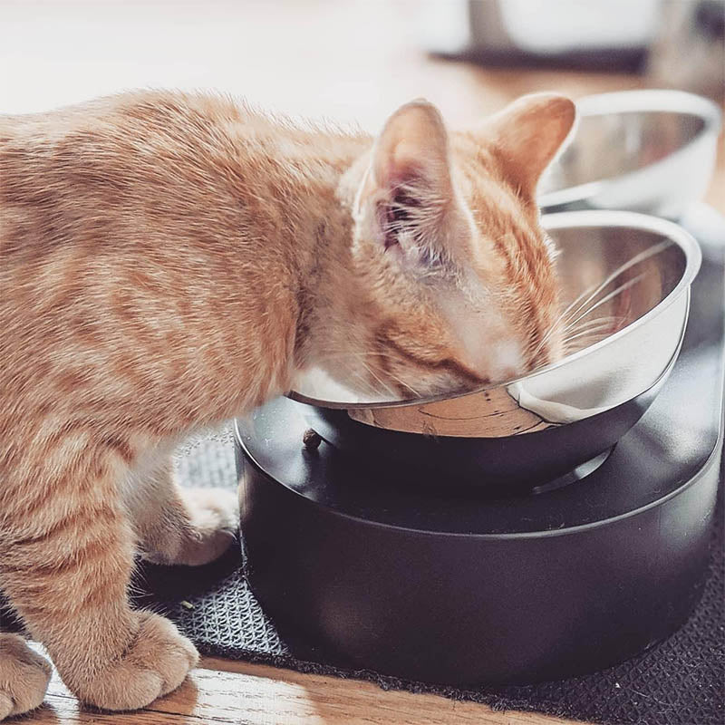 cat and elevated cat bowls