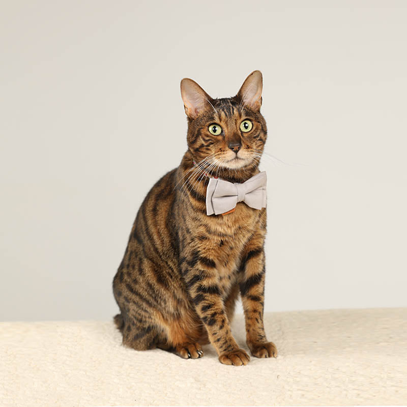 cat with cat bow tie