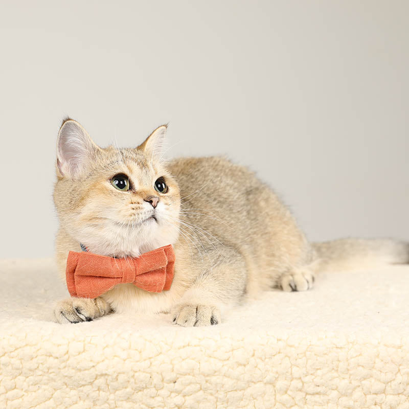 cat with cute floral cat collar with solid color bow tie