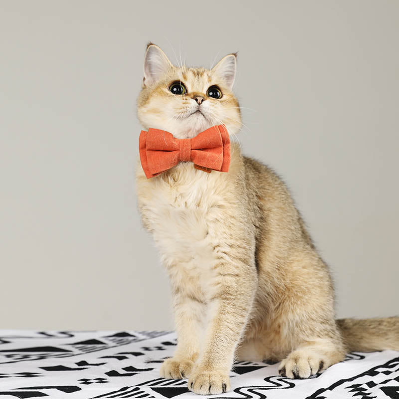 cat with cute floral cat collar with solid color bow tie