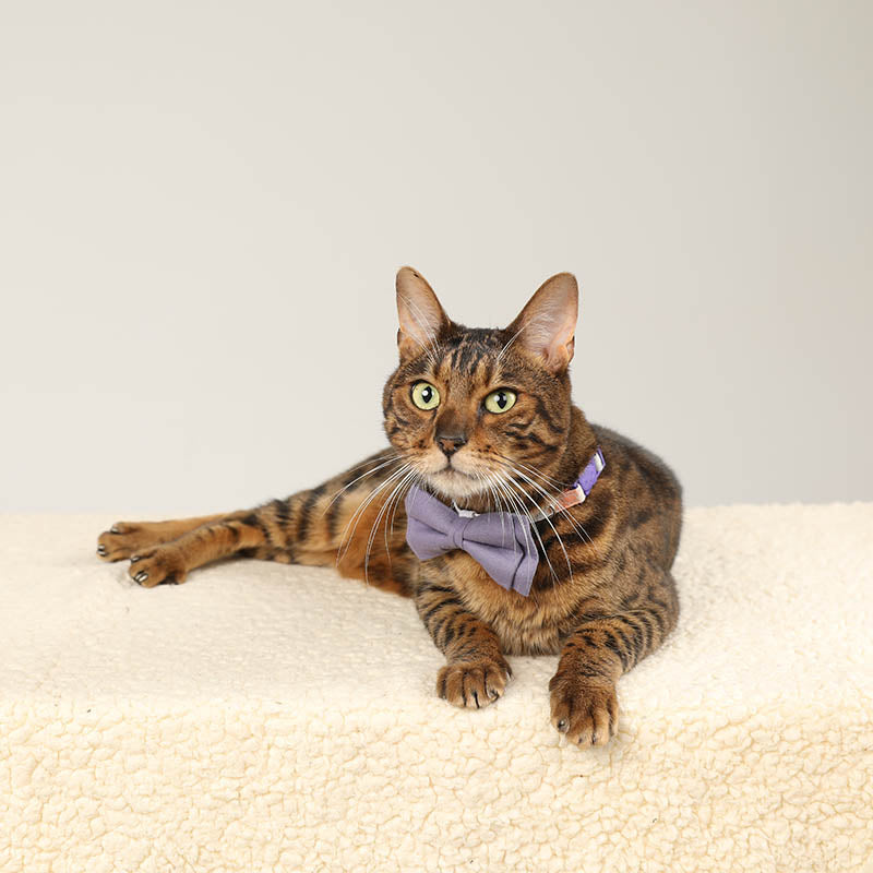 cat wtih cute floral cat collar with solid color bow tie purple
