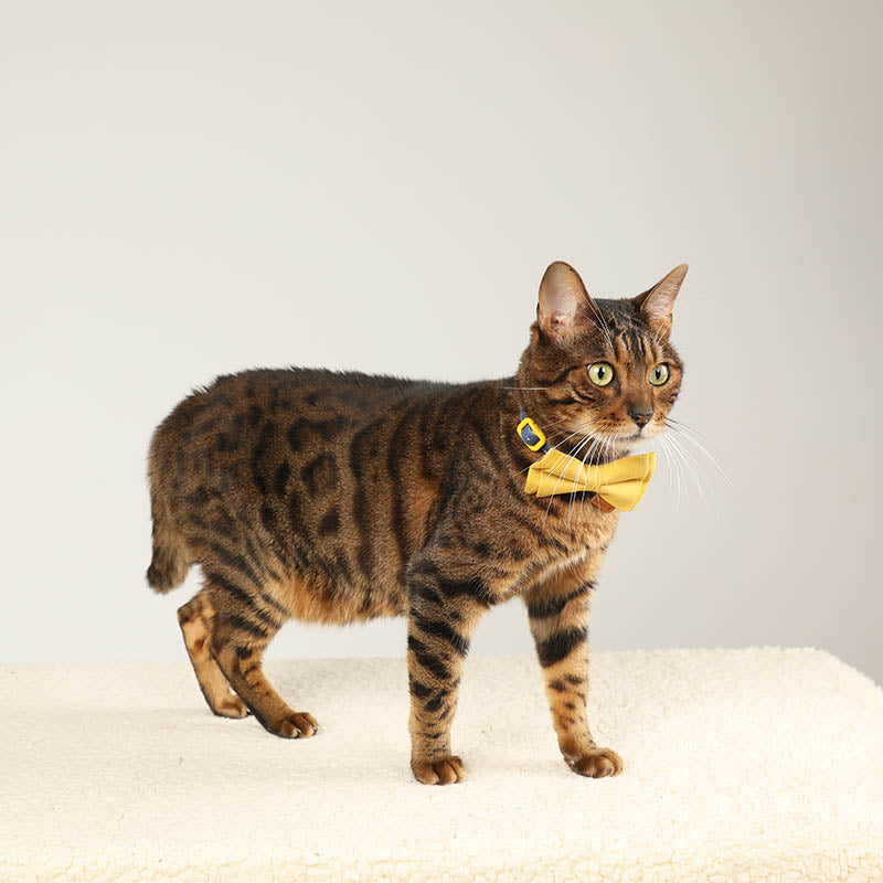 cat with cute floral cat collar with solid color bow tie