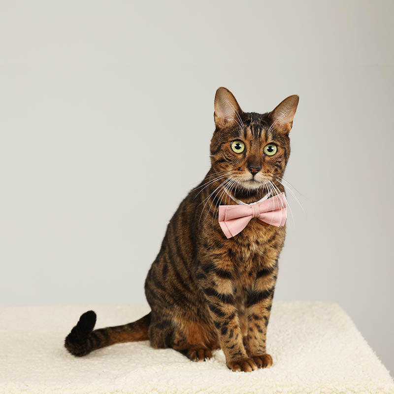 cat with cute floral cat collar with solid color bow tie