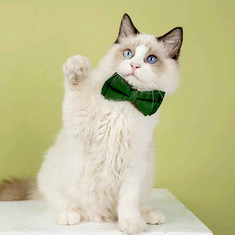 cat with cute floral cat collar with solid color bow tie  green