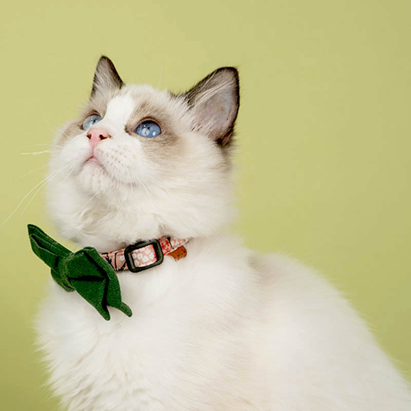cat with cute floral cat collar with solid color bow tie