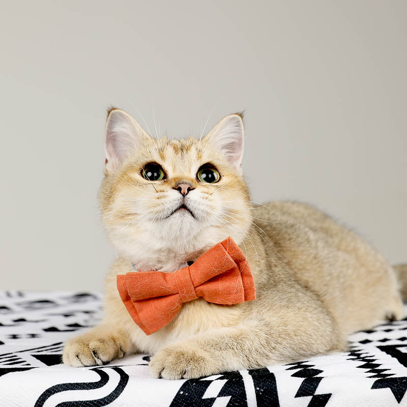 cat with orange floral cat collar