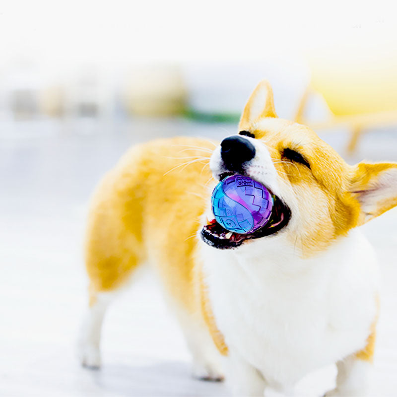 corgi-play-squeaky-dog-ball-cornflowerblue