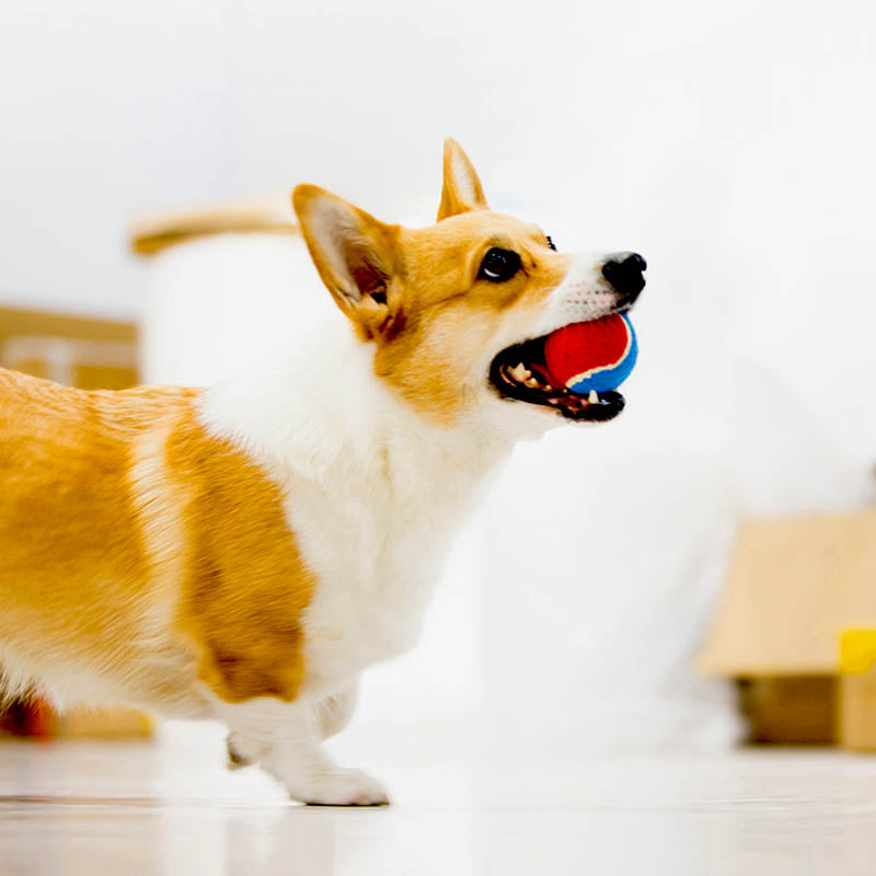 corgi-play-with-squeaker-tennis-balls-dog-toy