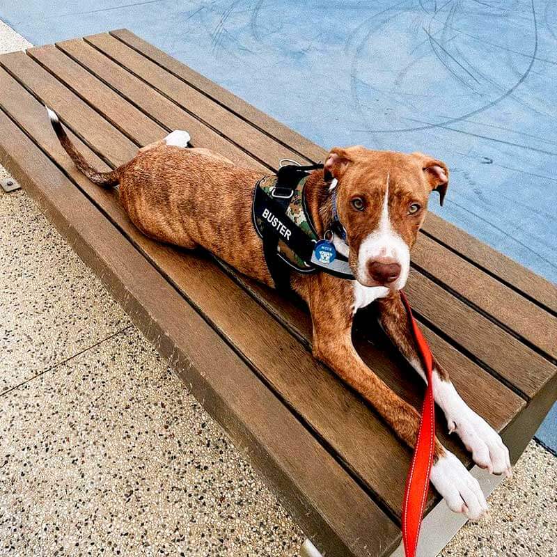 Personalized No Pull Dog Harness with Side Release Buckle