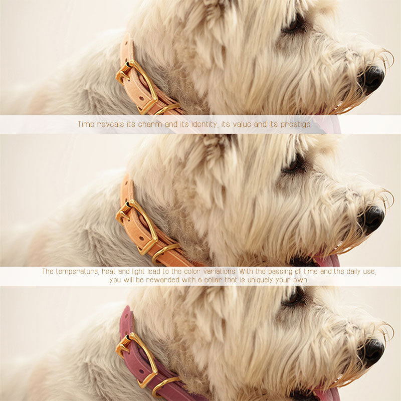 dog with adjustable leather collar color change