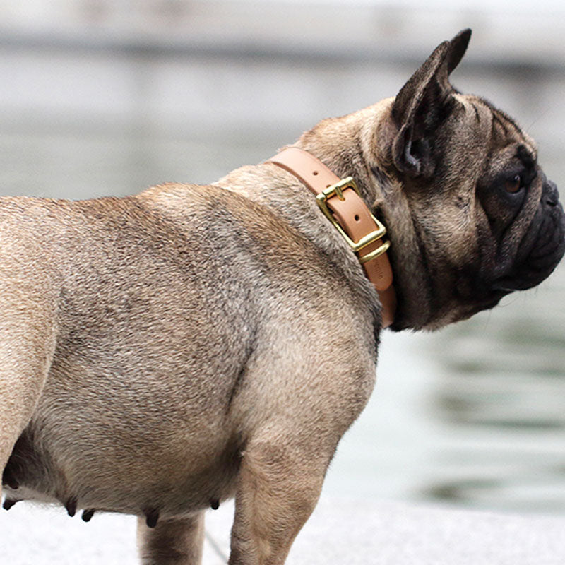 dog with adjustable leather collar