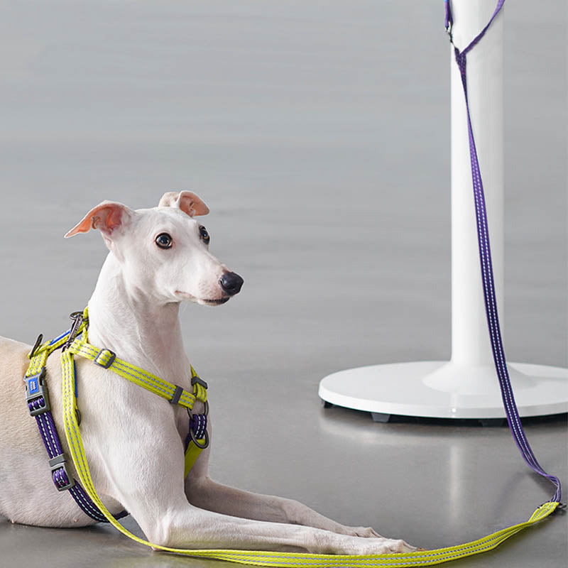 dog with hands-free dog leash