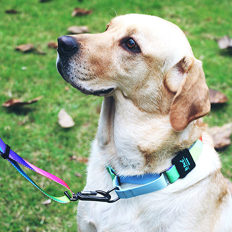 Martingale Training Dog Collars