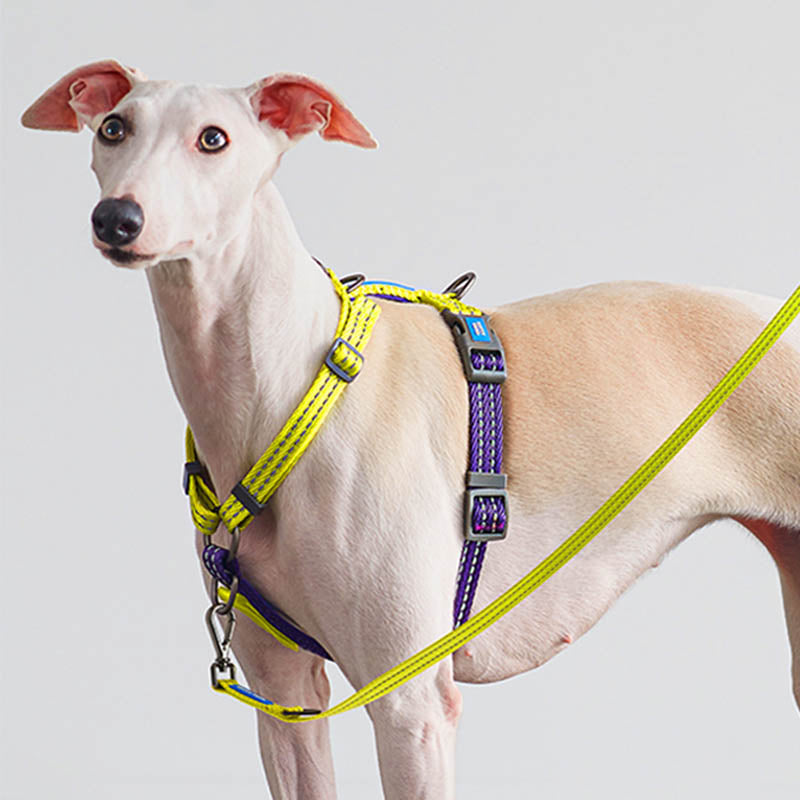 dog with multi-functional harness
