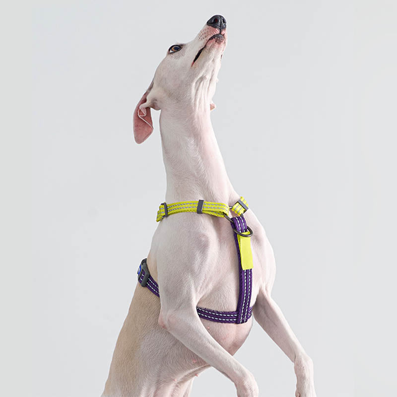 dog with multi-functional harness