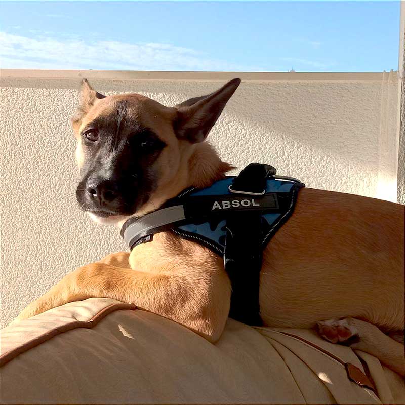 Personalized No Pull Dog Harness with Side Release Buckle