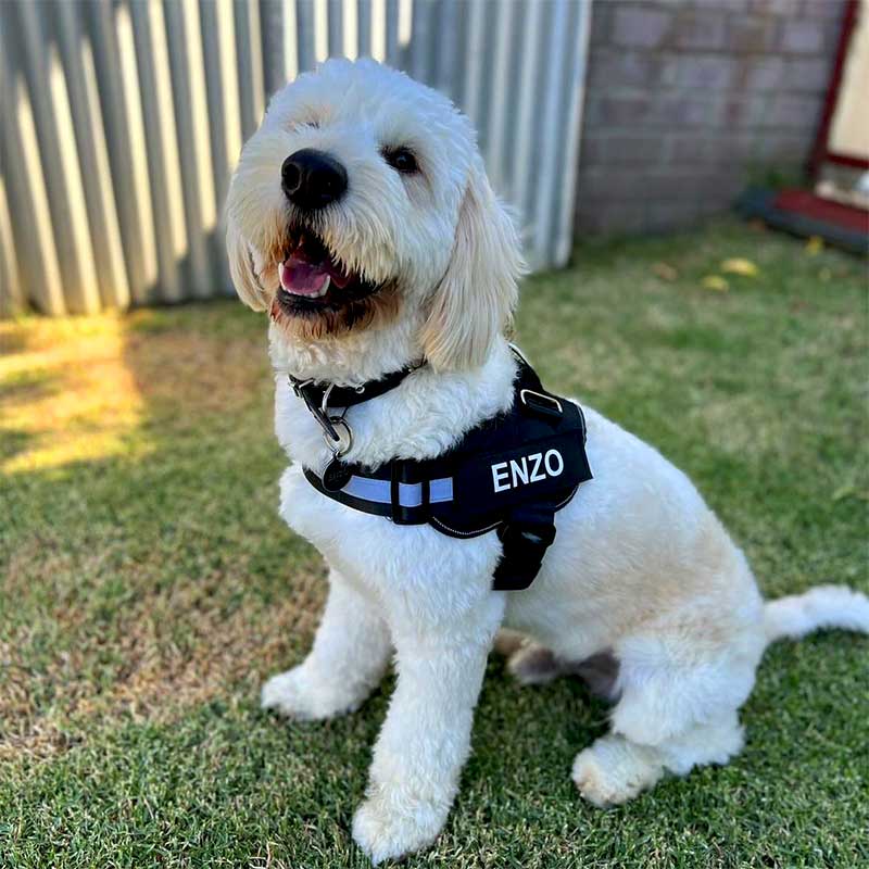 Personalized No Pull Dog Harness with Side Release Buckle