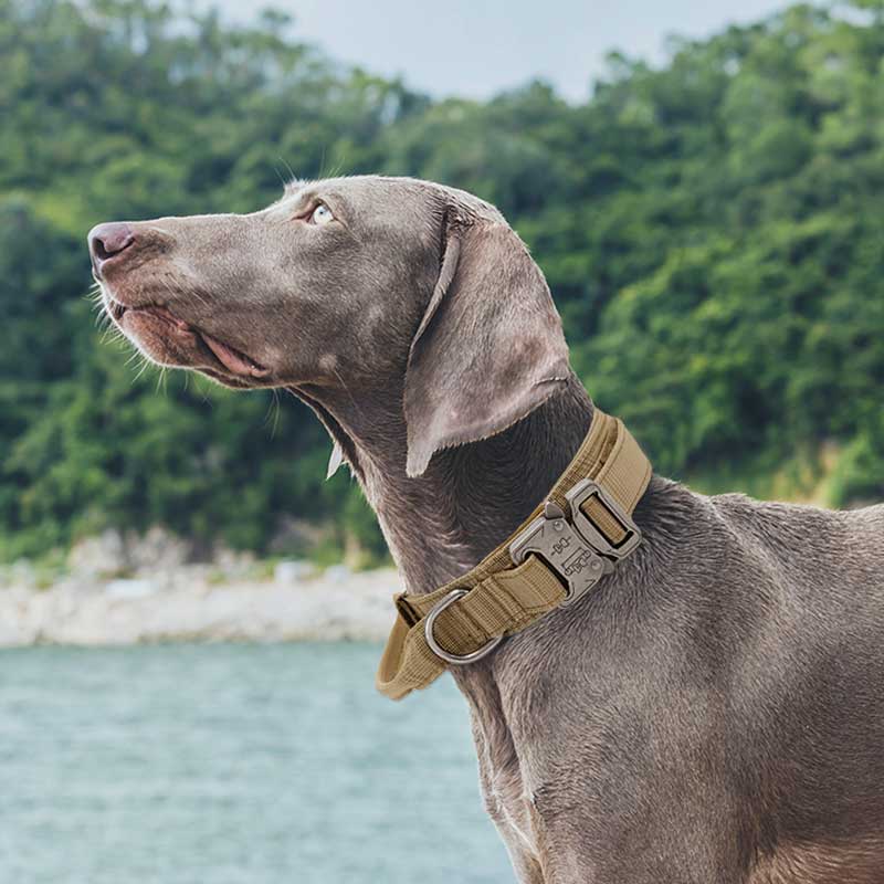 dog with tactical dog collar