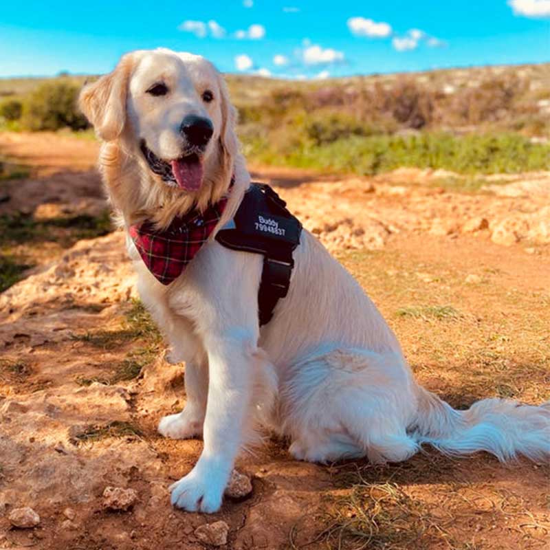 golden retriever with no pull harness