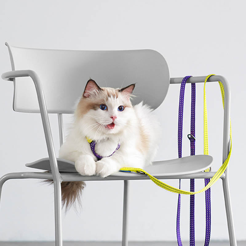 ragdoll with cat leash