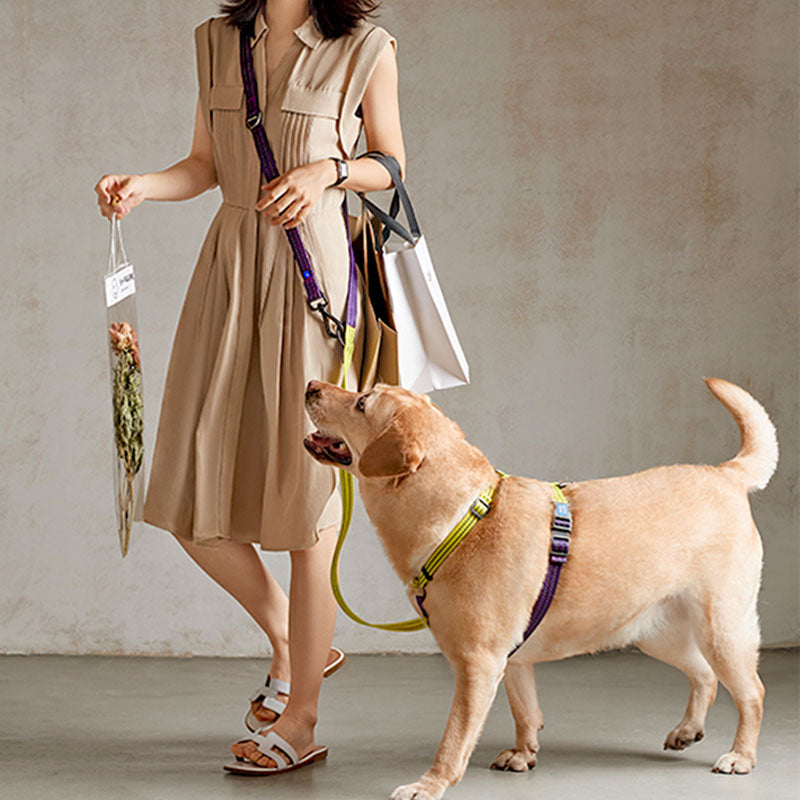 shopping with golden retriever