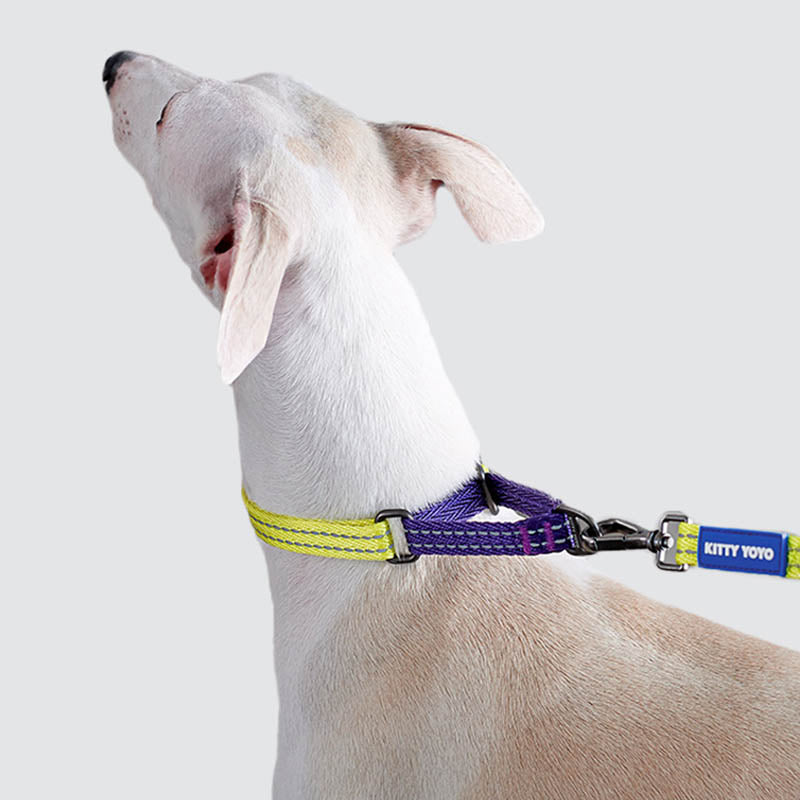 dog with stylish reflective martingale pet collar