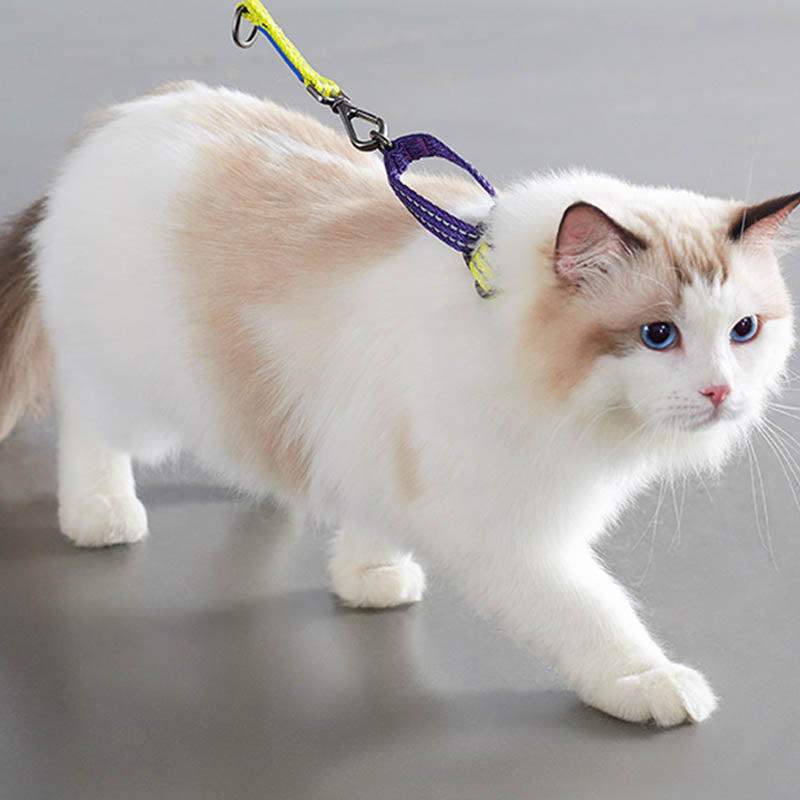 ragdoll and reflective martingale cat collar