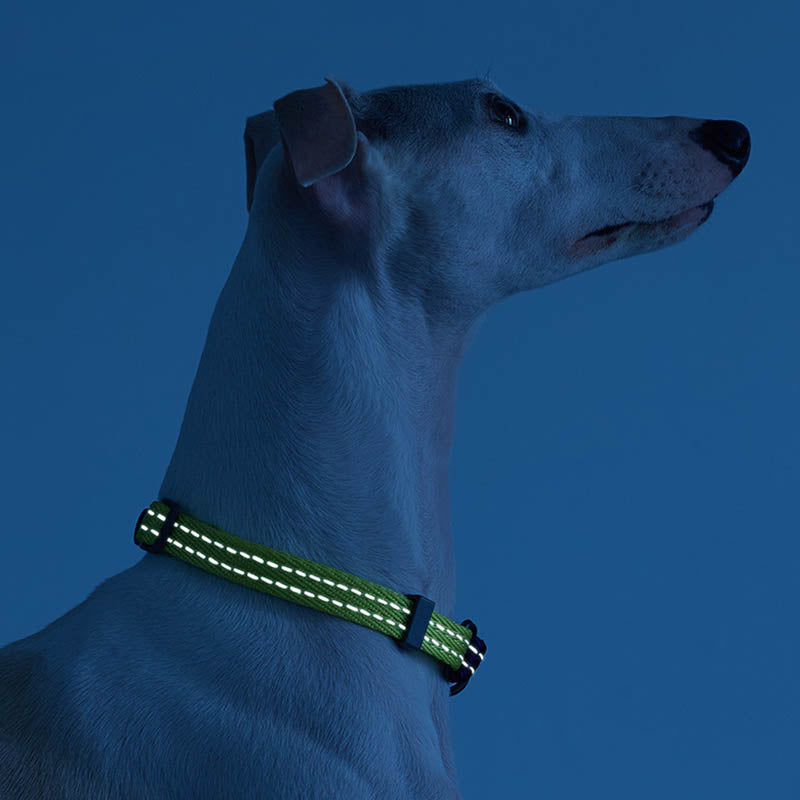 reflective dog collar