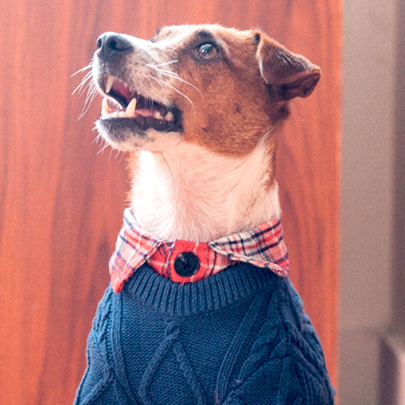 dog wih vintage fake two piece dog sweater
