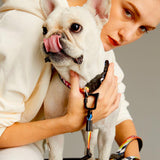 画像をギャラリービューアに読み込む, frenchbulldog with shock absorbing dog leash