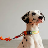 画像をギャラリービューアに読み込む, dalmatian with shock absorbing dog leash