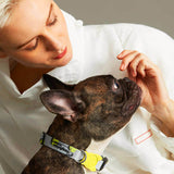 Load image into Gallery viewer, cute frenchbulldog with polyester dog collar 