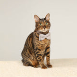 Load image into Gallery viewer, cat with cat bow tie