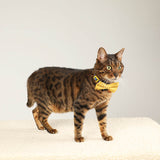 Load image into Gallery viewer, cat with cute floral cat collar with solid color bow tie