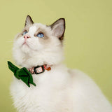 画像をギャラリービューアに読み込む, cat with cute floral cat collar with solid color bow tie