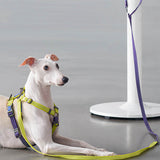 Load image into Gallery viewer, dog with hands-free dog leash