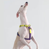 Load image into Gallery viewer, dog with multi-functional harness